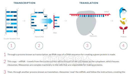 단백질 합성과정에서의 mRNA 역할 그래픽(자료 = 모더나 홈페이지)